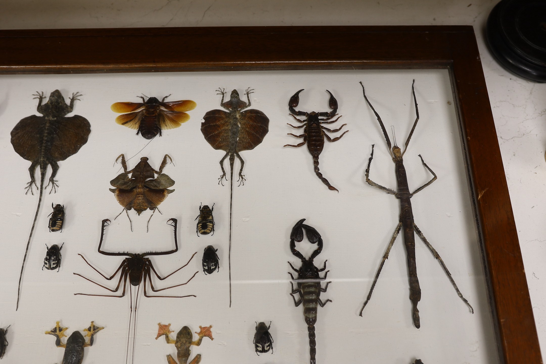 Entomology- a cased taxidermy display of tree frogs, scorpions, stick insects, beetles and flying lizards